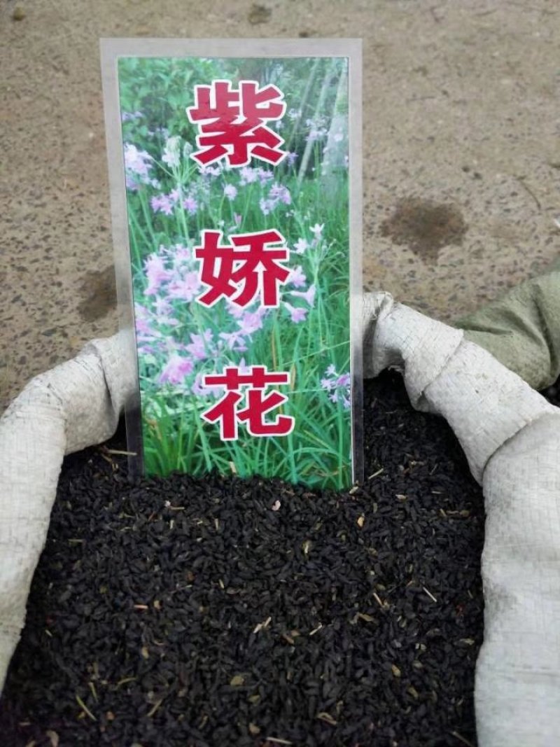 水生美人蕉等水生植物均有