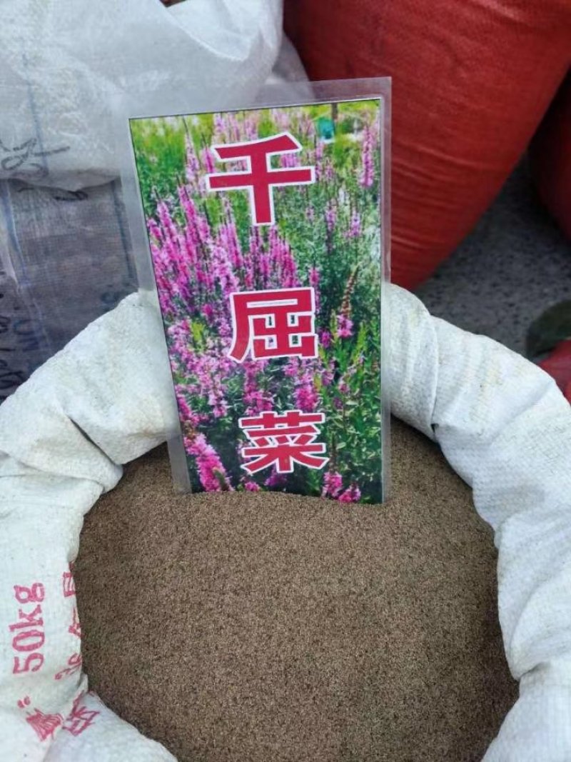 水生美人蕉等水生植物均有