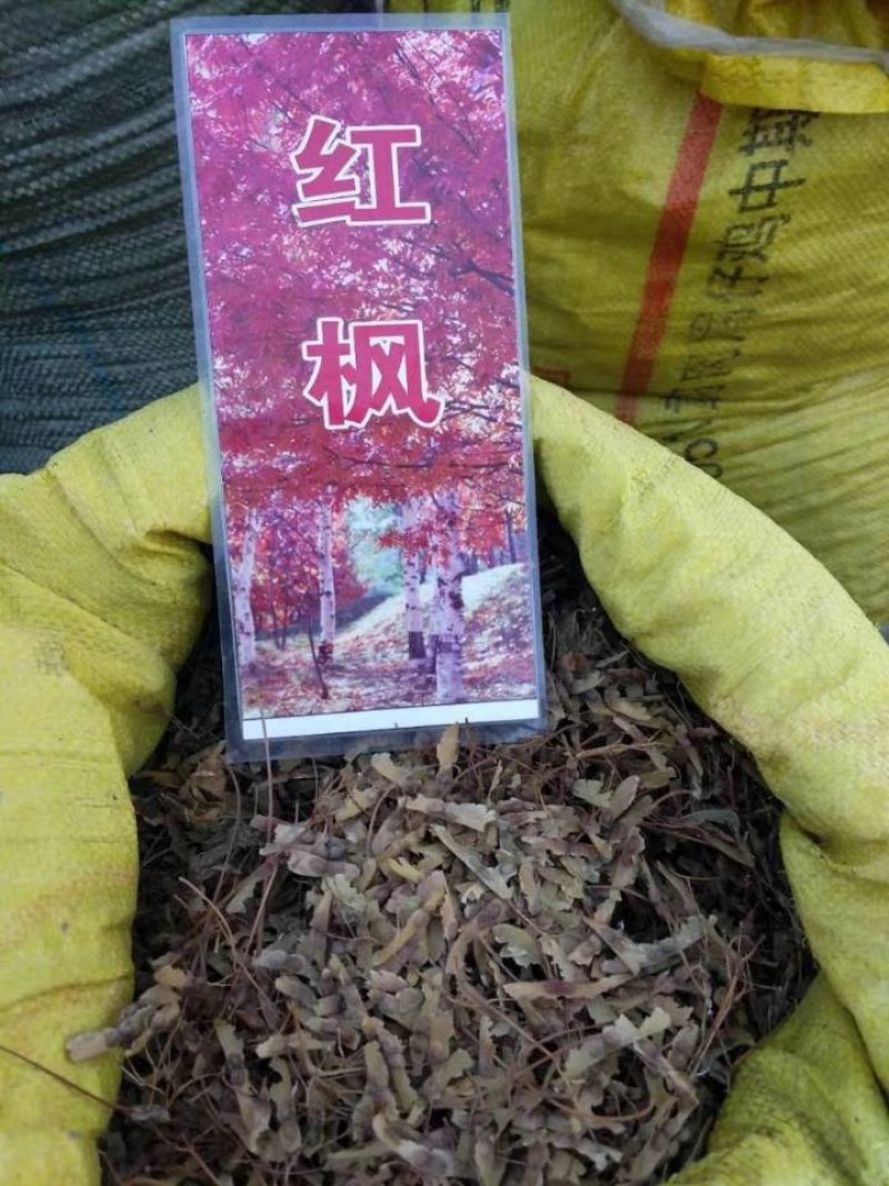 水生美人蕉等水生植物均有