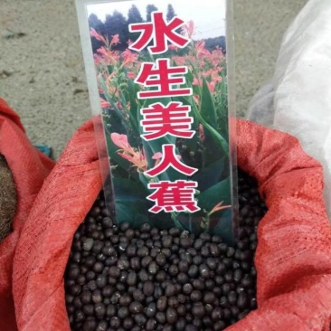 水生美人蕉等水生植物均有