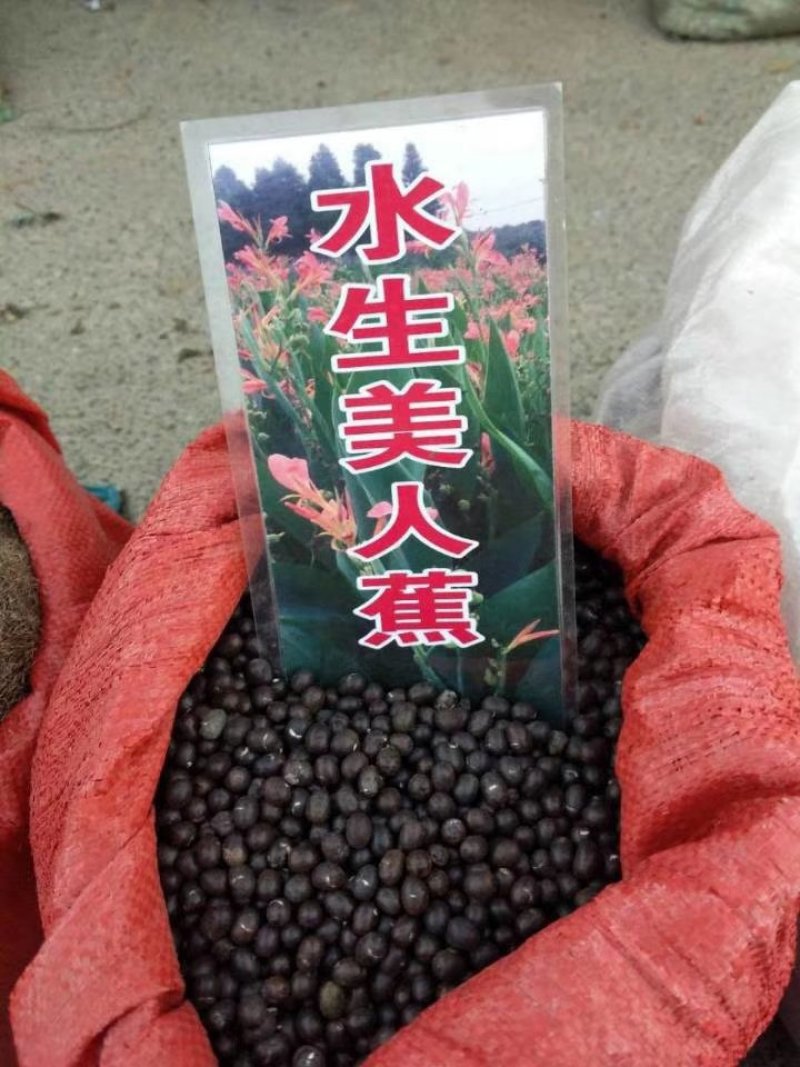 水生美人蕉等水生植物均有