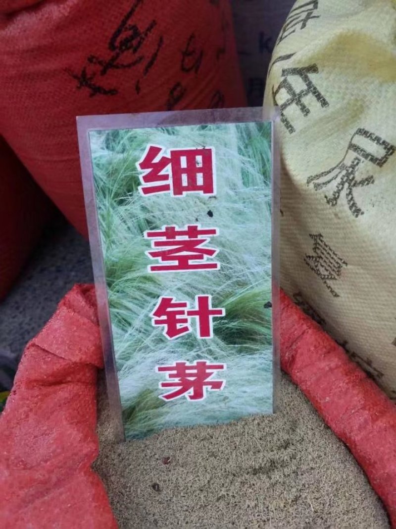 水生美人蕉等水生植物均有