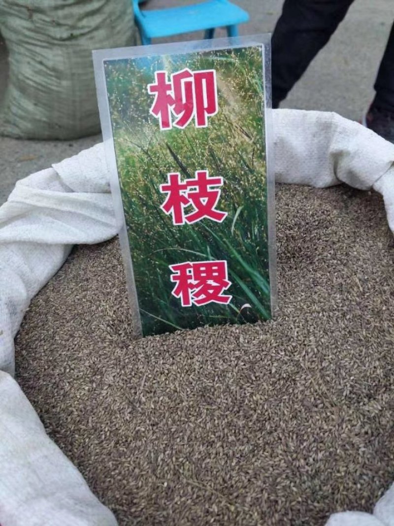 水生美人蕉等水生植物均有