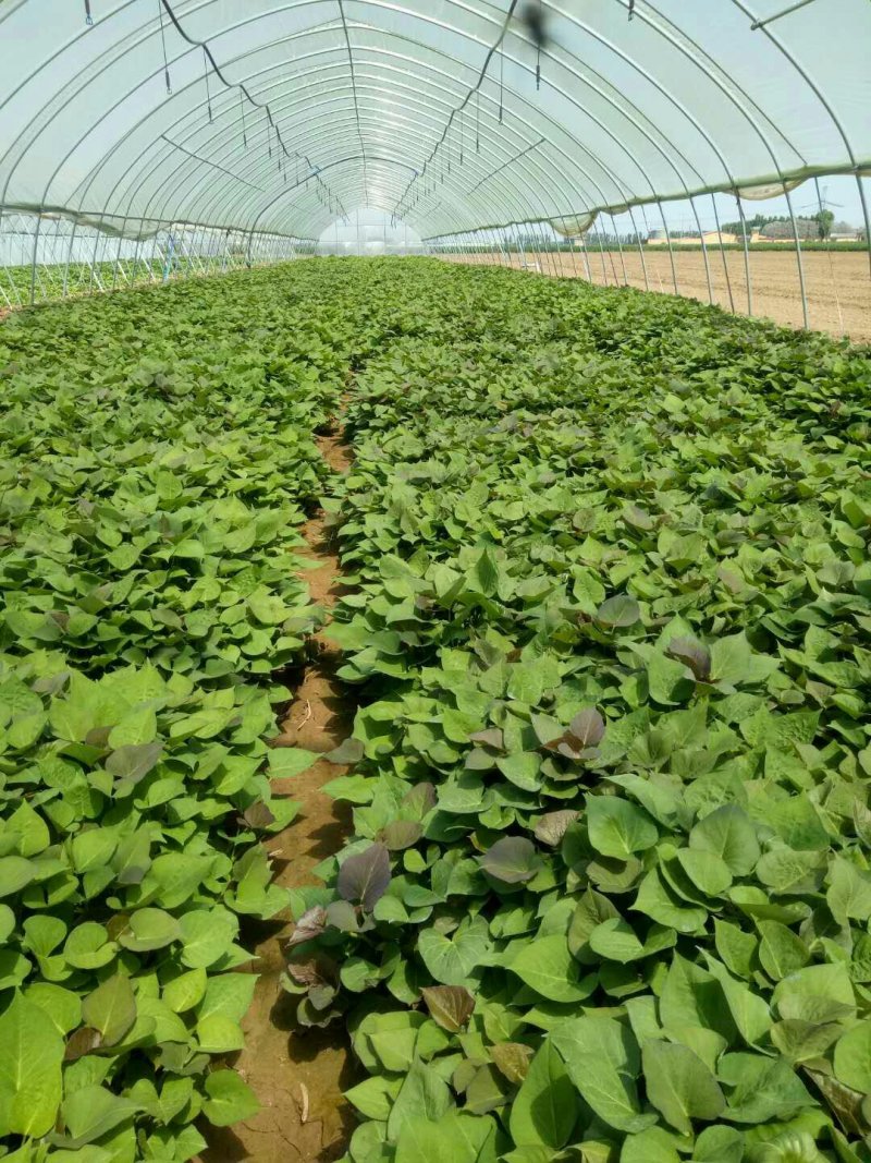 【哈密冰糖心】脱毒原原种级别红薯苗苗粗苗壮
