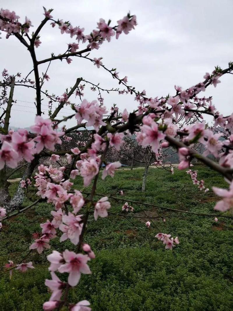 李子，蜂糖李