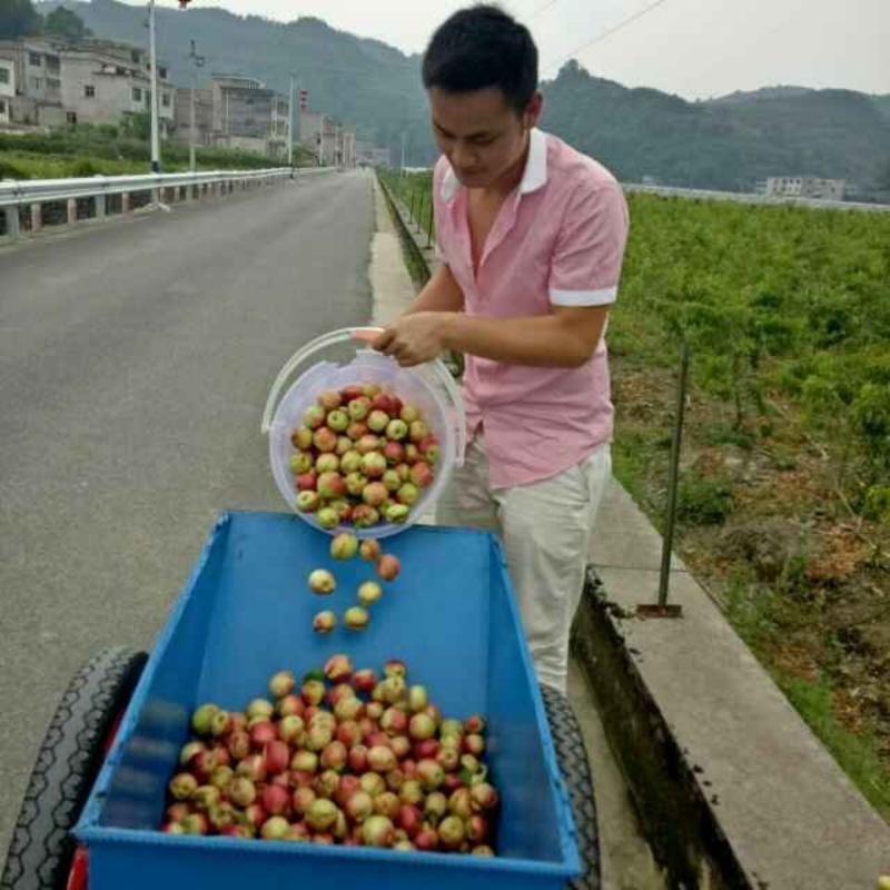 李子，蜂糖李