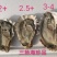 精品生蚝薄壳三倍体，乳山产地养殖场直供，高压锅生蚝烧烤蚝