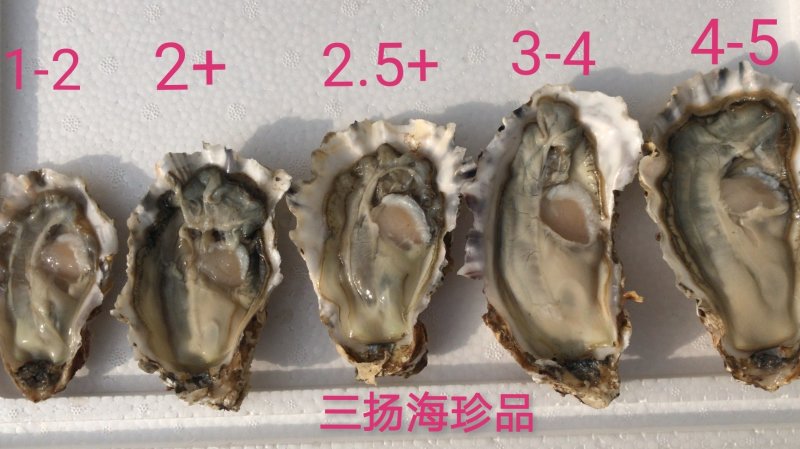 精品生蚝薄壳三倍体，乳山产地养殖场直供，高压锅生蚝烧烤蚝