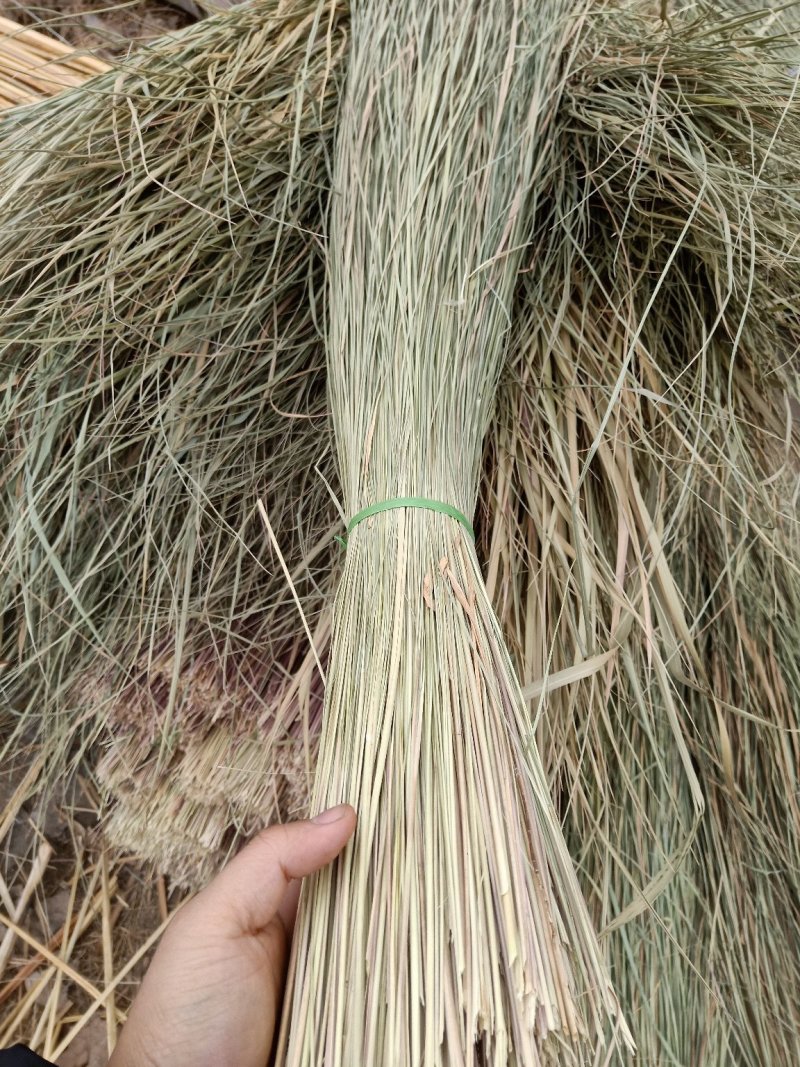 蒲草水烛