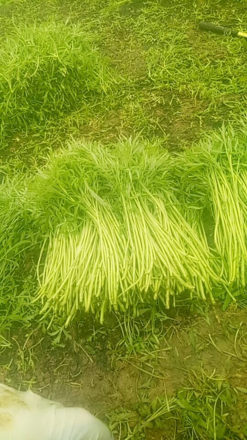 芦蒿。