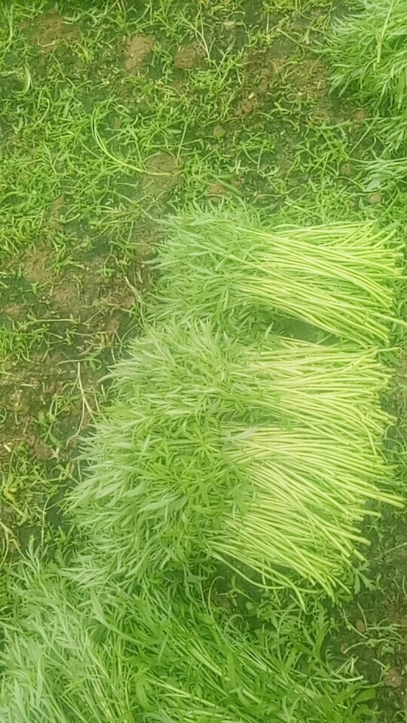 芦蒿。
