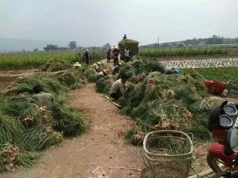 香葱～云南小葱～四季小葱量大需要联系云南产区
