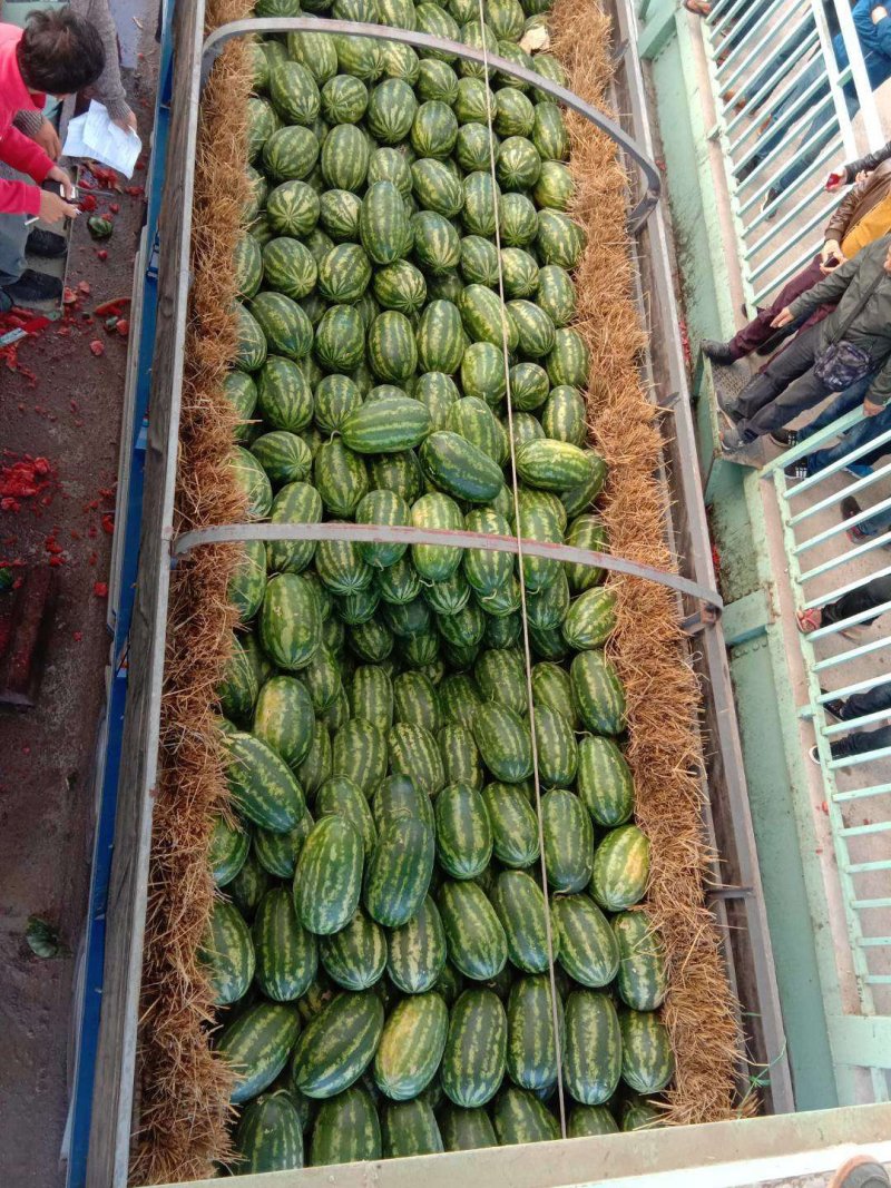 缅甸西瓜，精品一手货源