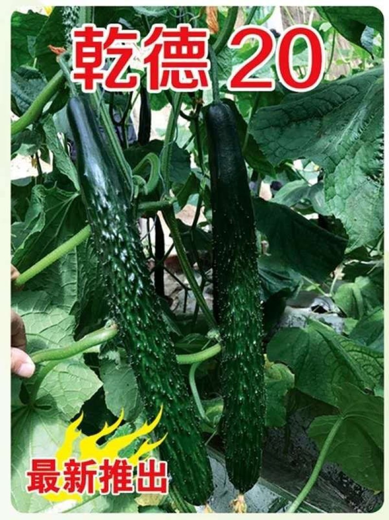 乾德20耐寒油亮型，高产，秋延早春保护地栽培