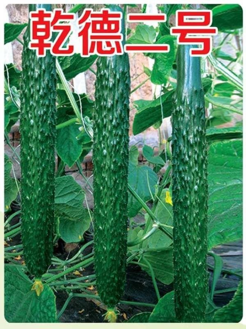 乾德二号黄瓜黄瓜种子，春秋茬，农业部登记品种，有品种权