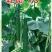 乾德70越夏黄瓜,黄瓜种子,越夏栽培品种,农业部登记品种