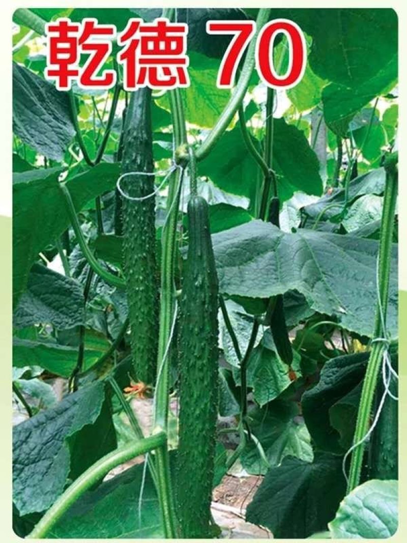 乾德70越夏黄瓜，黄瓜种子，越夏栽培品种，农业部登记品种