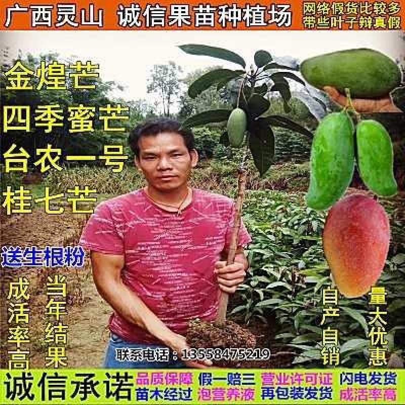 金煌芒果苗，包邮，直径1.2cm粗