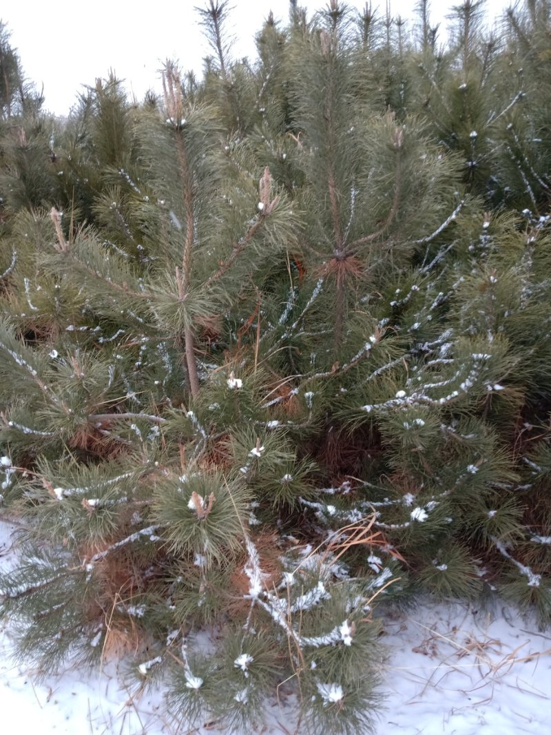 苗木种苗油松定植树