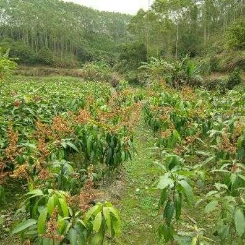 澳芒，芒果树苗，嫁接树苗