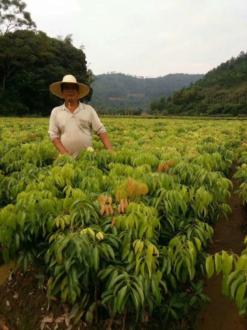 澳芒，芒果树苗，嫁接树苗