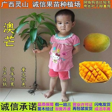 澳芒，芒果树苗，嫁接树苗