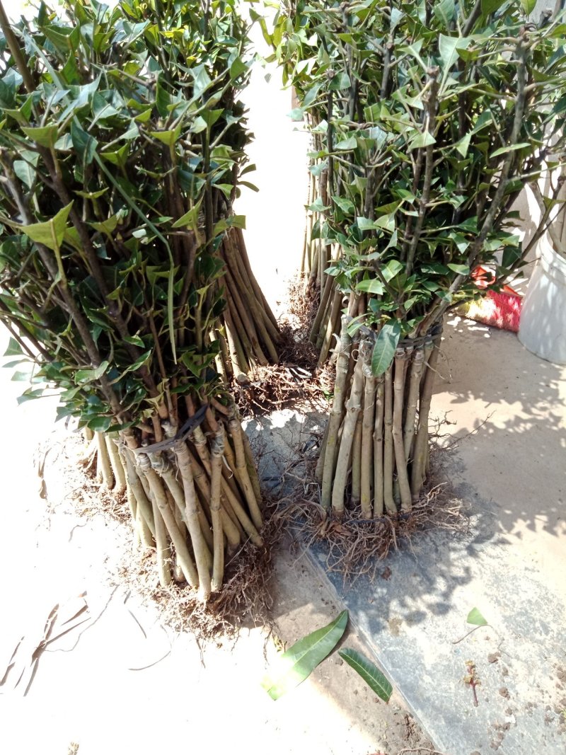 澳芒，芒果树苗，嫁接树苗