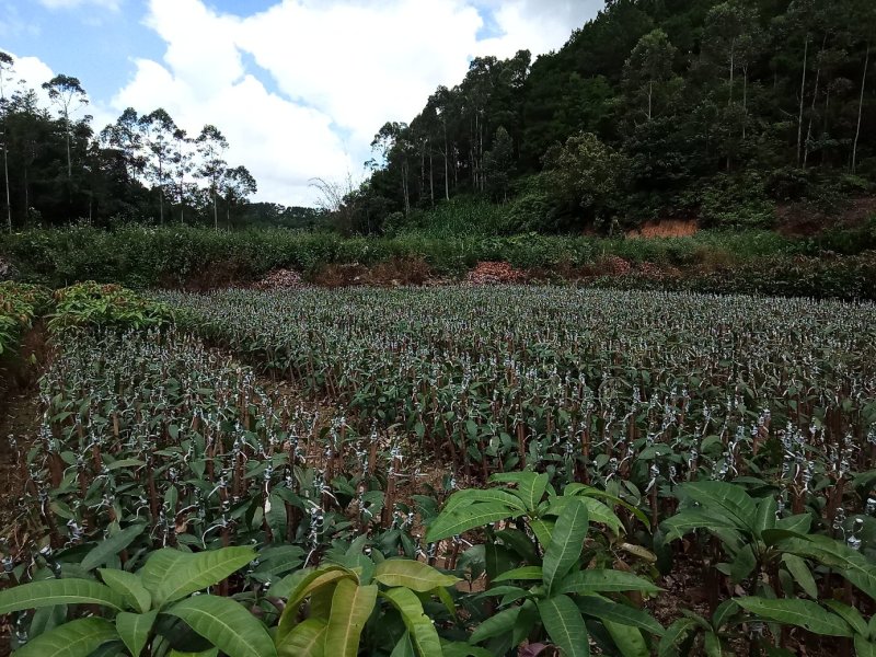 澳芒，芒果树苗，嫁接树苗