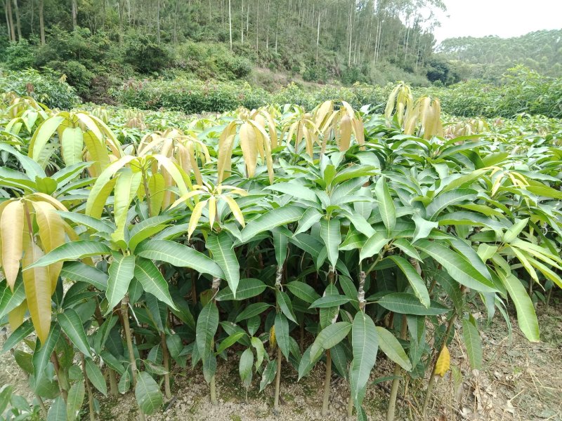 澳芒，芒果树苗，嫁接树苗