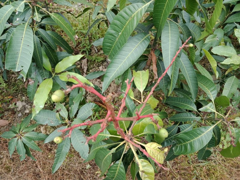 澳芒，芒果树苗，嫁接树苗