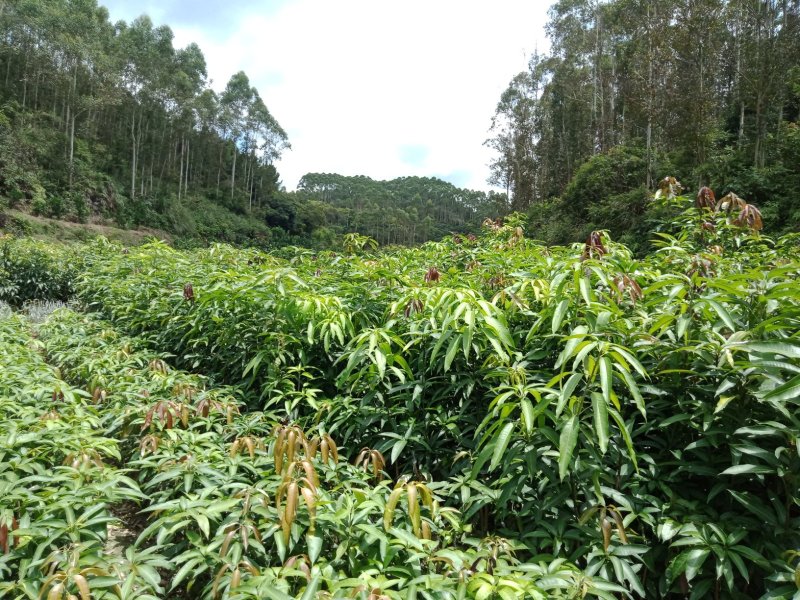 澳芒，芒果树苗，嫁接树苗
