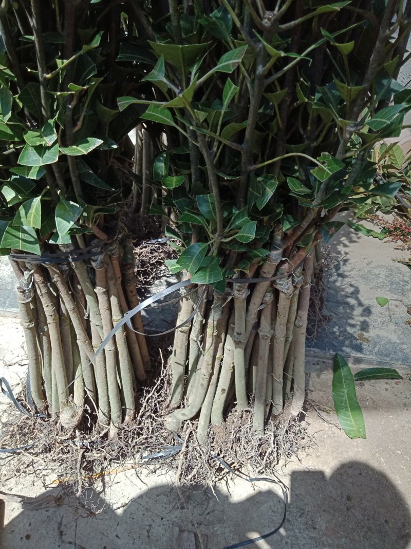 澳芒，芒果树苗，嫁接树苗