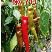 乾德椒70羊角黄绿皮尖椒辣椒种子广东种博会推荐品种