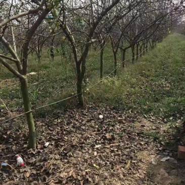 6公分梨树