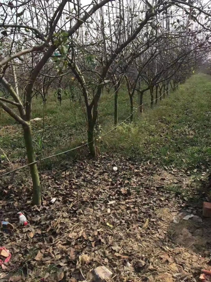 6公分梨树