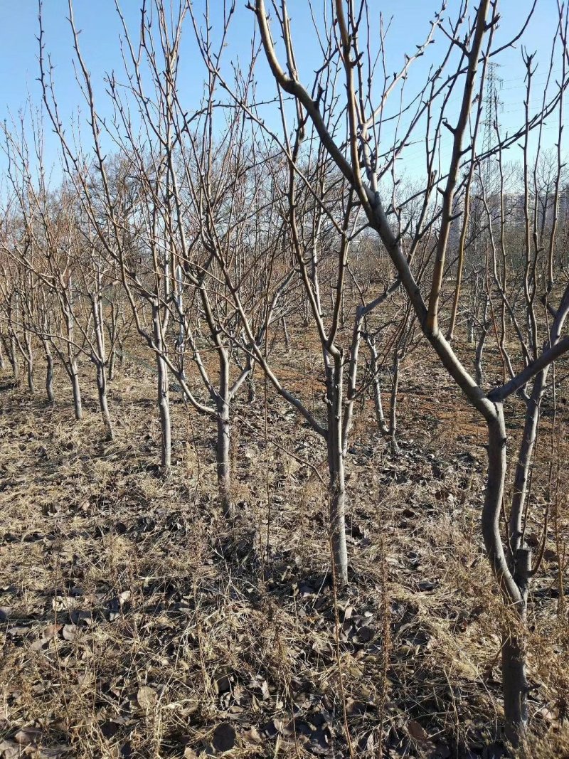 6公分梨树