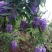 紫藤1~2cm1~1.5米