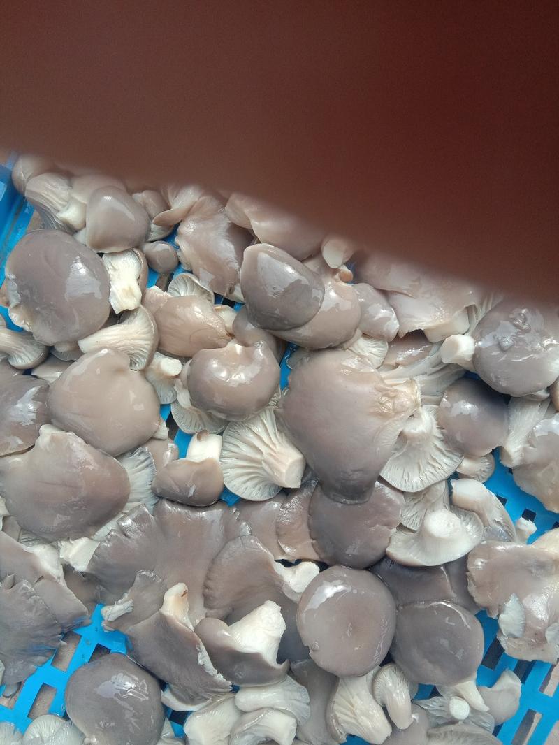 腌制平菇速冻平菇新鲜蘑菇。