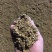 河北邯郸菌渣蘑菇渣有机肥香菇渣，金针菇渣白玉渣