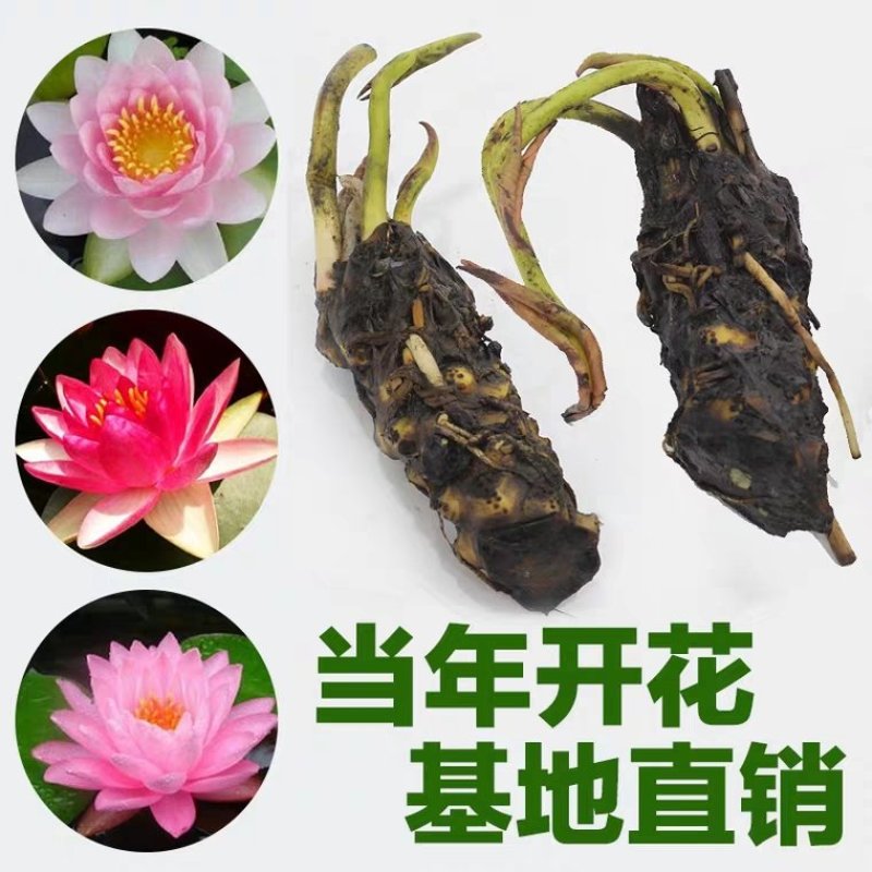 睡莲