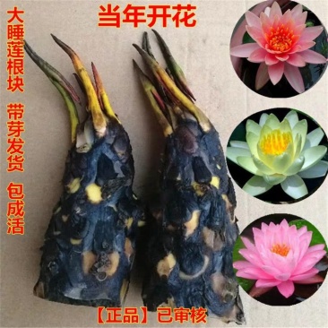 睡莲