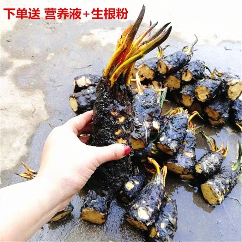 睡莲