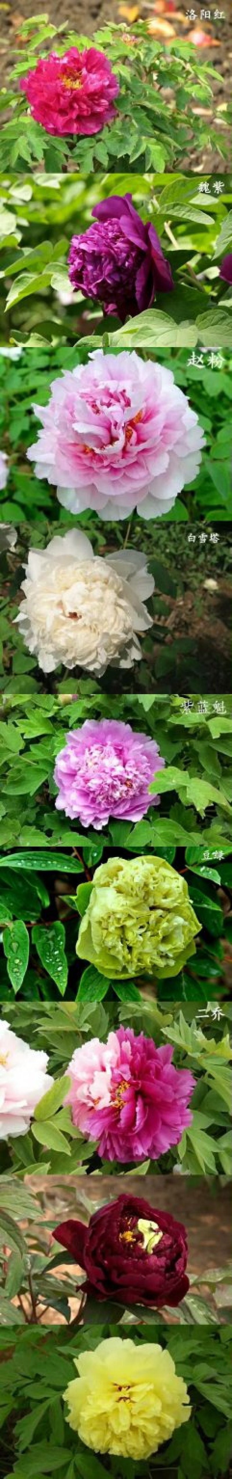 观赏牡丹