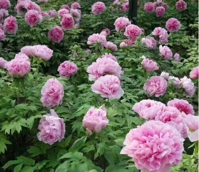 观赏牡丹