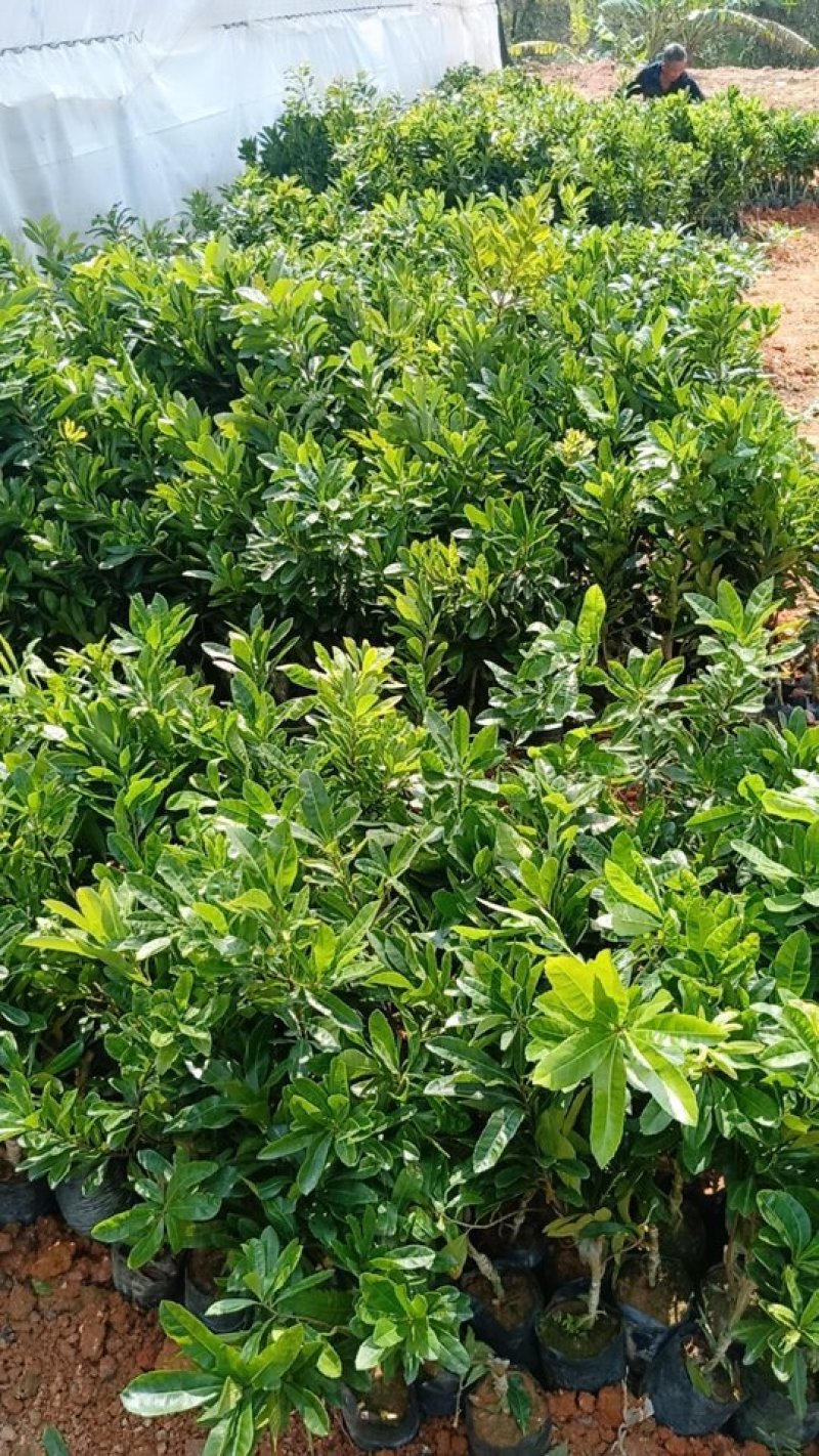 杨梅树东槐杨梅苗嫁接杨梅苗带杯发货包邮