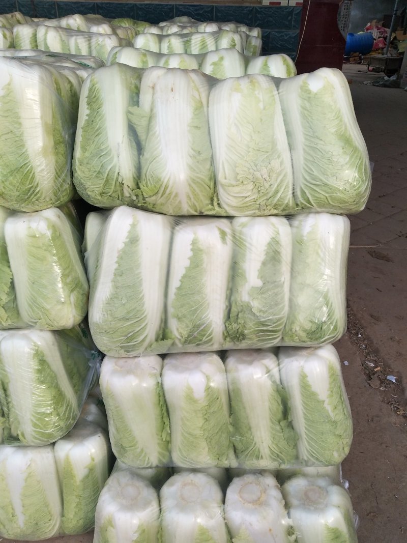 精品北京新三号白菜质量好，全国配货菜绿耐储存