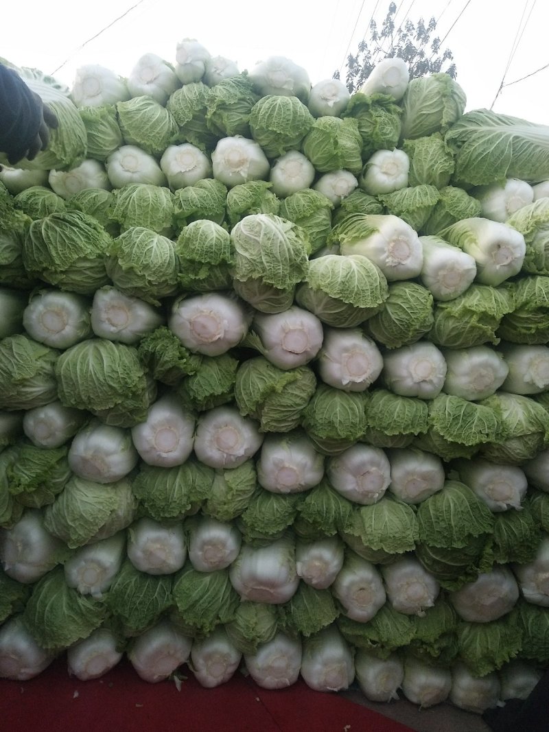 精品北京新三号白菜质量好，全国配货菜绿耐储存