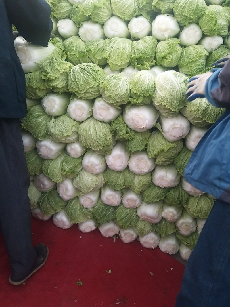 精品北京新三号白菜质量好，全国配货菜绿耐储存