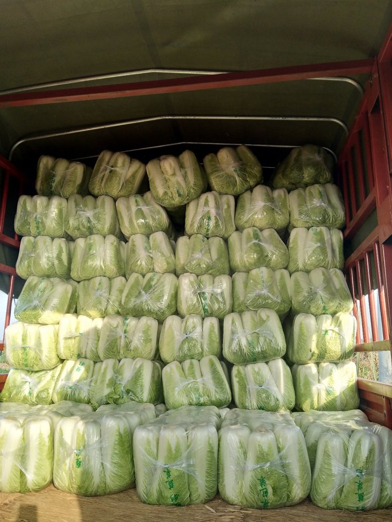 精品北京新三号白菜质量好，全国配货菜绿耐储存