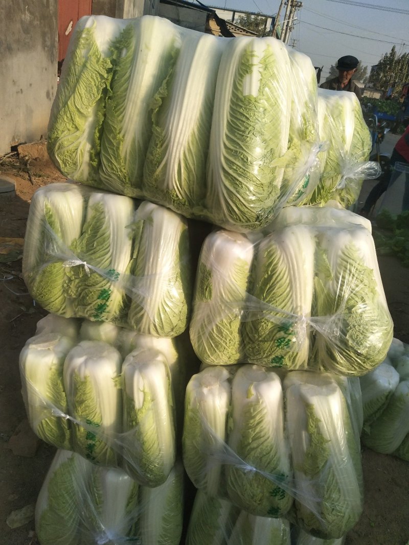 精品北京新三号白菜质量好，全国配货菜绿耐储存